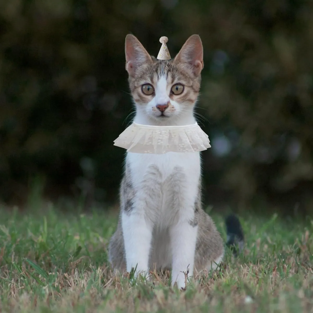 Cat Birthday Party Supplies Birthday Hat with Bib Bandana Set for Small Dogs Princess Costume Decoration Outfit for Pets Kitten(White Flower)