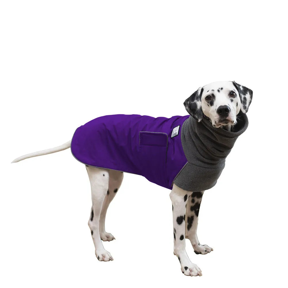 Dalmatian Winter Coat