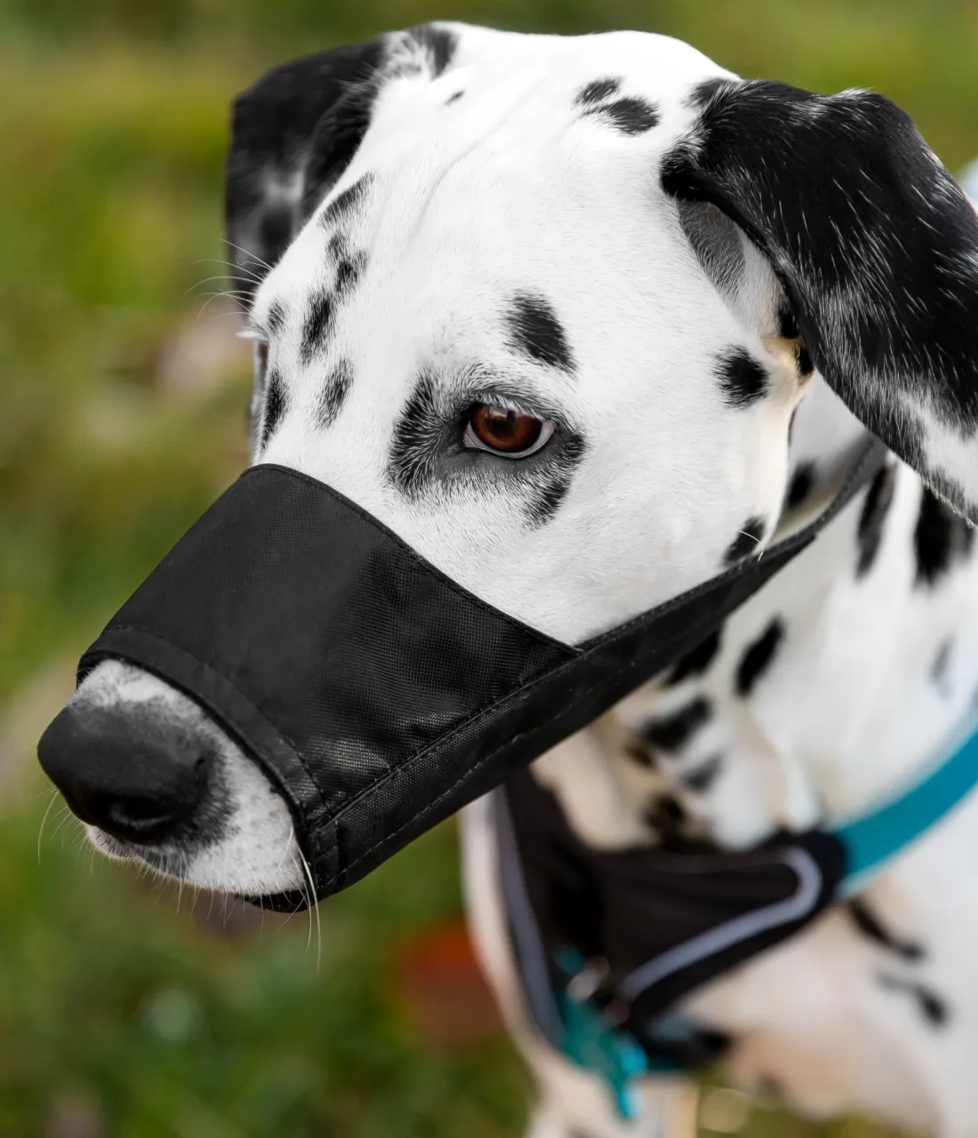 Dog muzzle