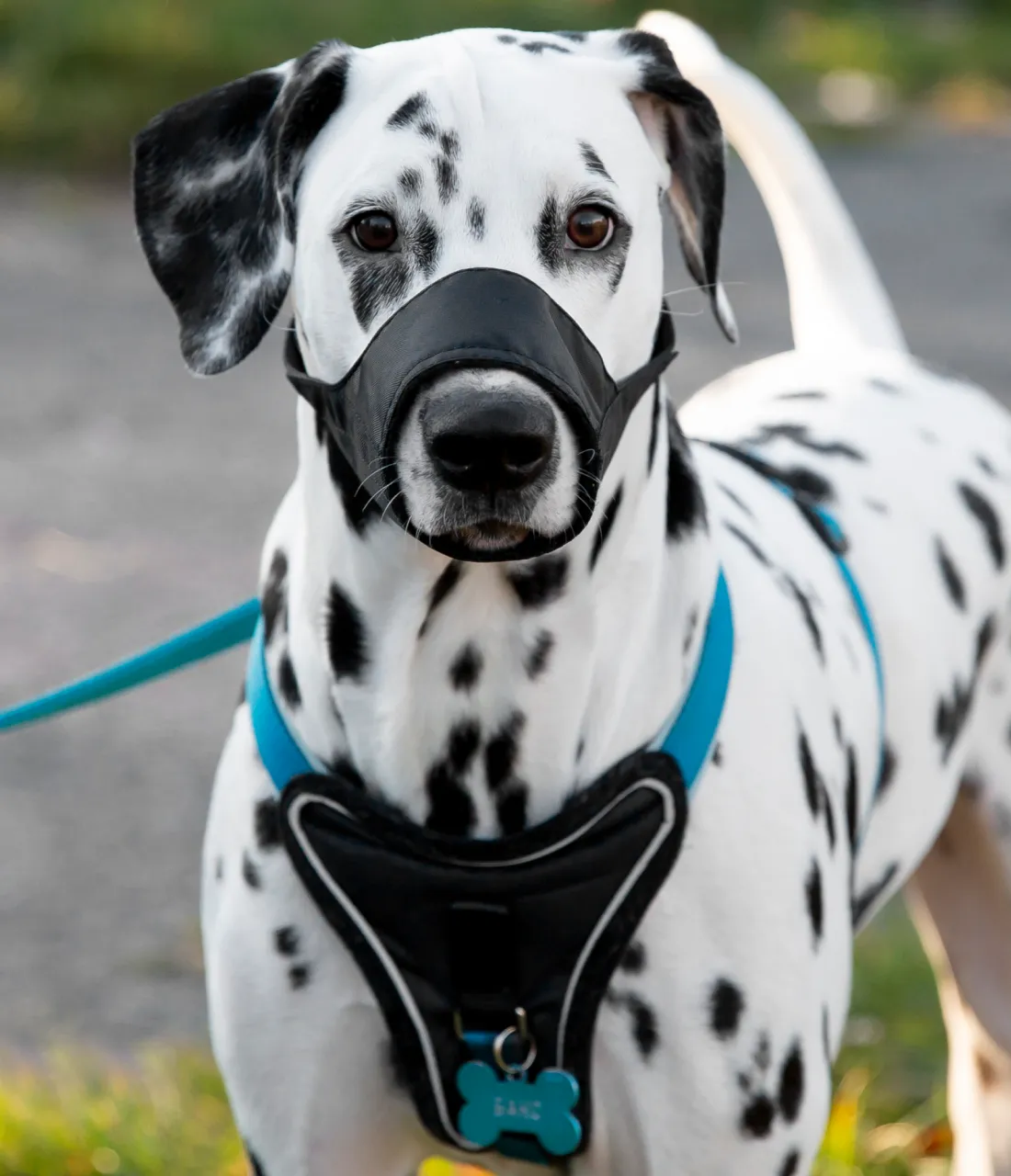 Dog muzzle