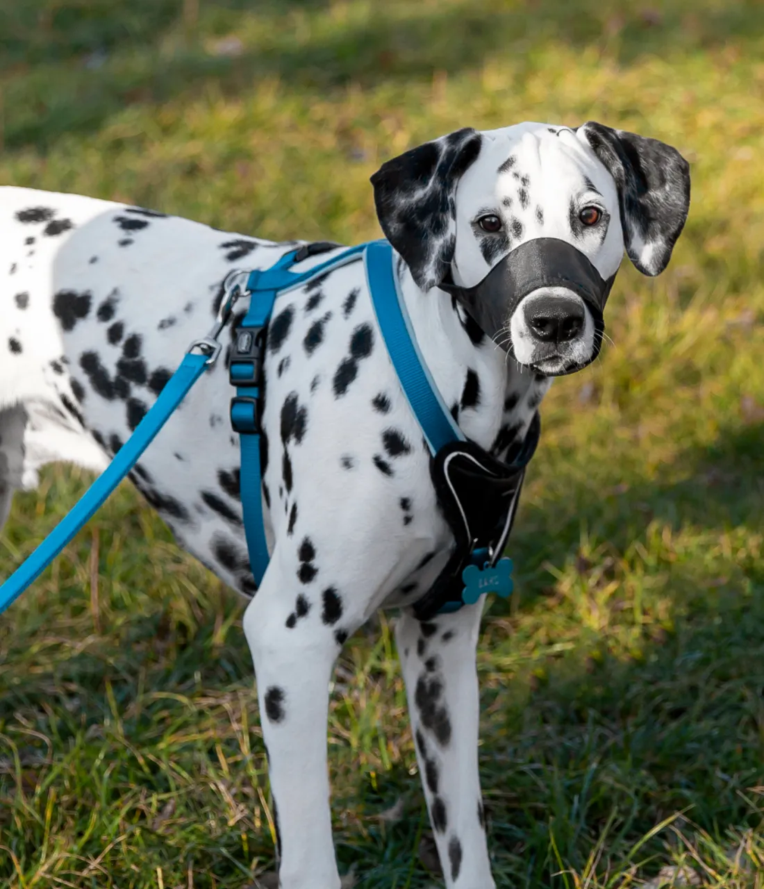 Dog muzzle