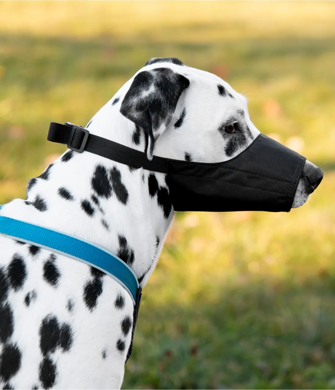 Dog muzzle