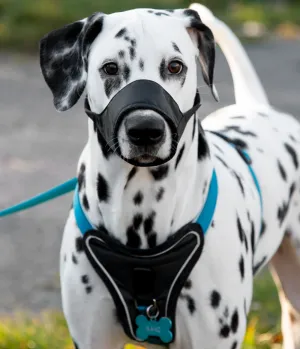 Dog muzzle
