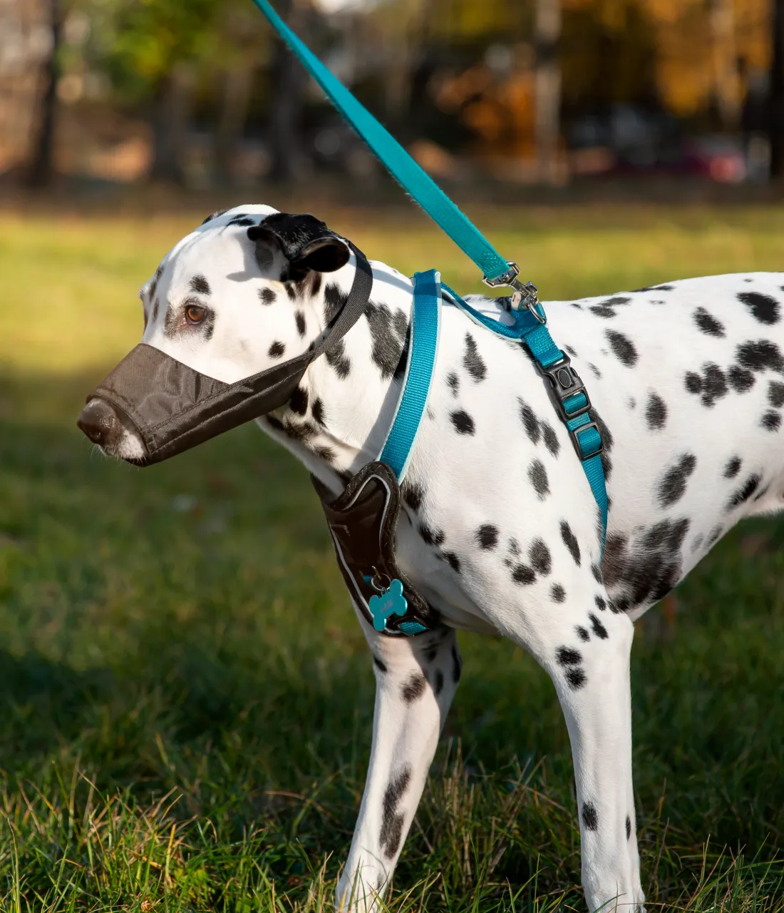 Dog muzzle