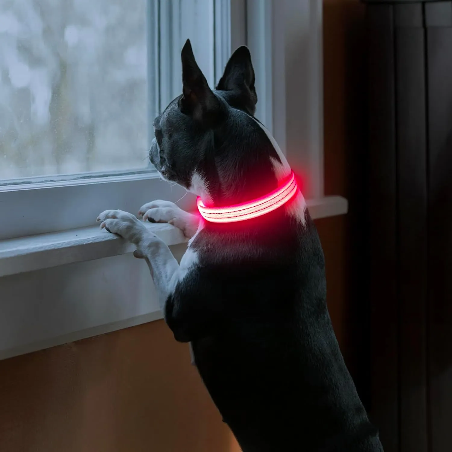 Light Up Dog Collars Rechargeable, Reflective LED Glow Dark Dog Collar for Small Medium Large Dogs, Adjustable Pet Dog Lights for Safe Night Walk-Pink, Large