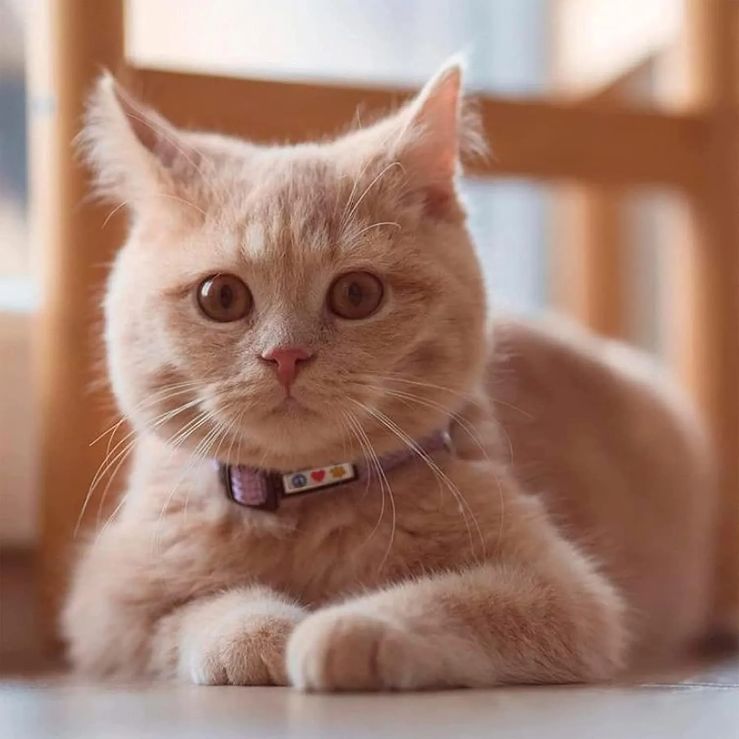 Pawtitas Reflective Cat Collar with Safety Buckle and Removable Bell Cat Collar Kitten Collar Pink Cat Collar One Size
