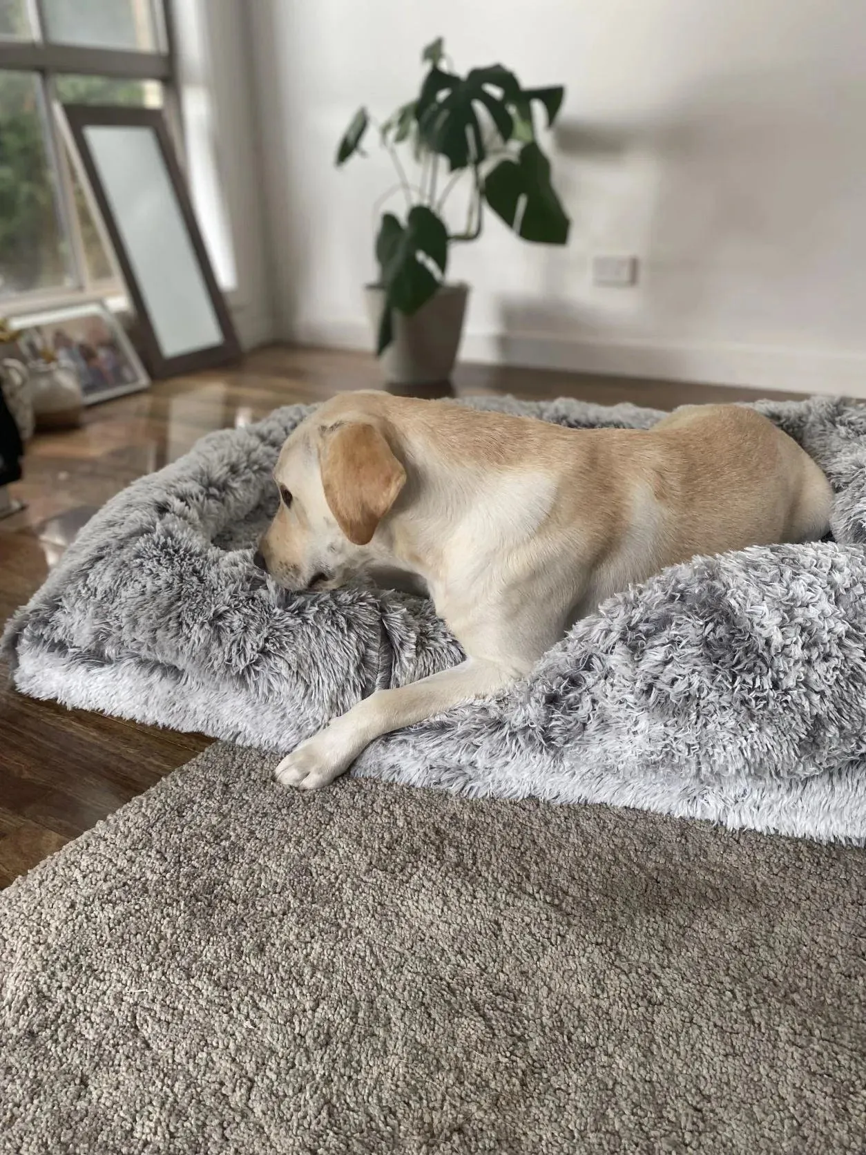 PaWz Premium Pet Orthopaedic Bed