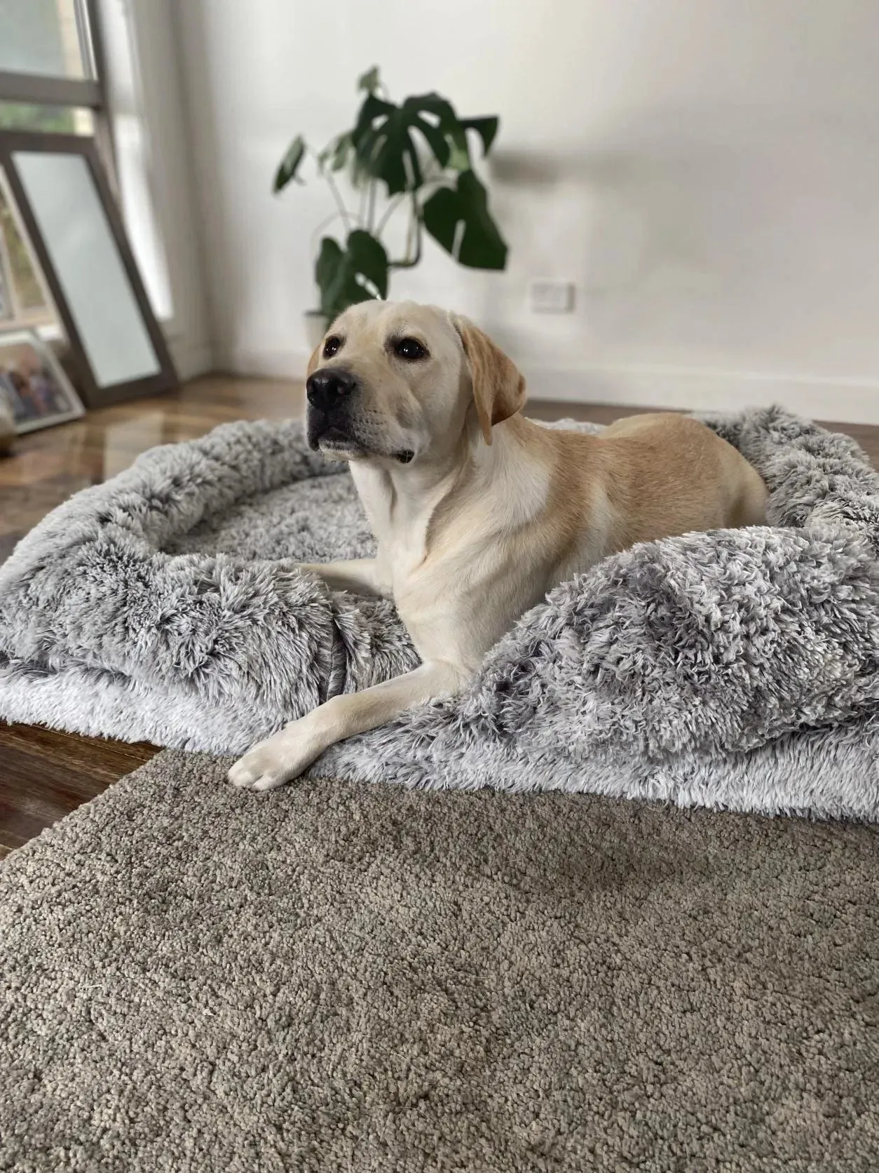 PaWz Premium Pet Orthopaedic Bed
