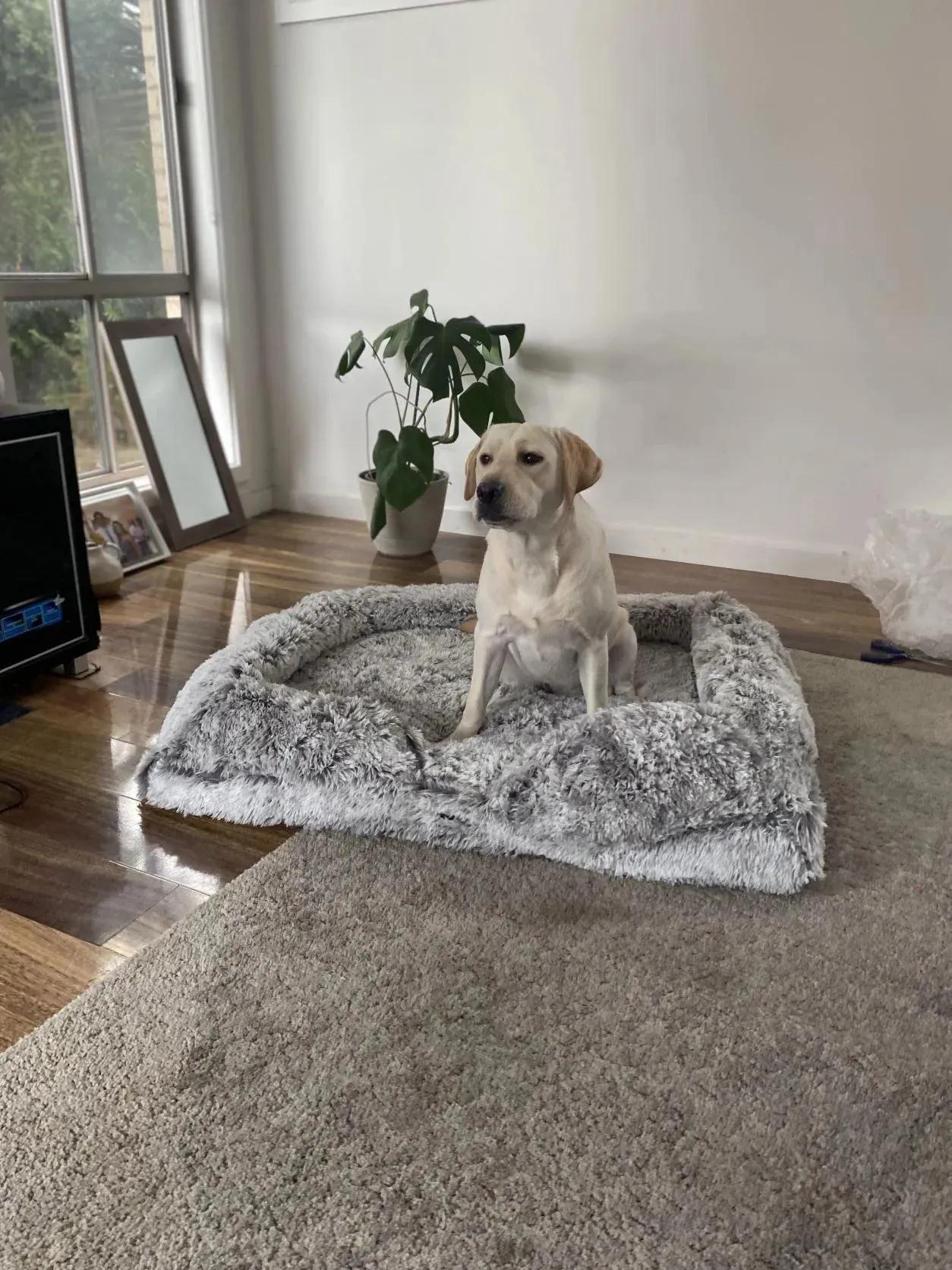 PaWz Premium Pet Orthopaedic Bed
