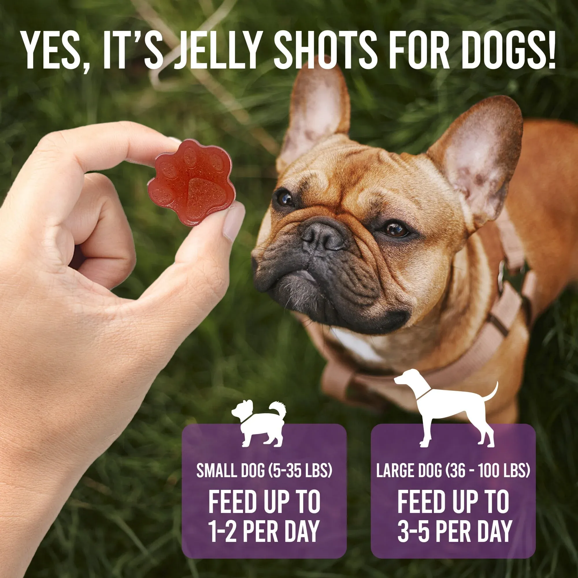 SodaPup DogTastic Jelly Shots