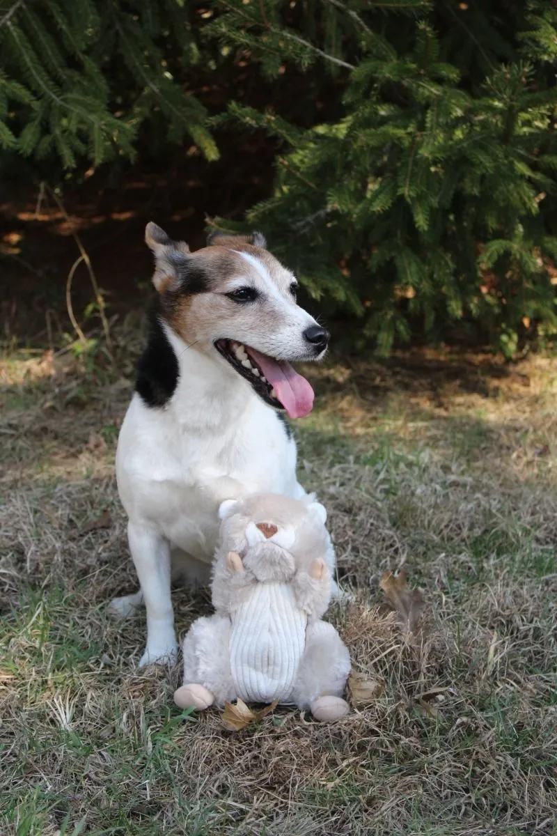 Tall Tails Dog Toy Animated Squirrel