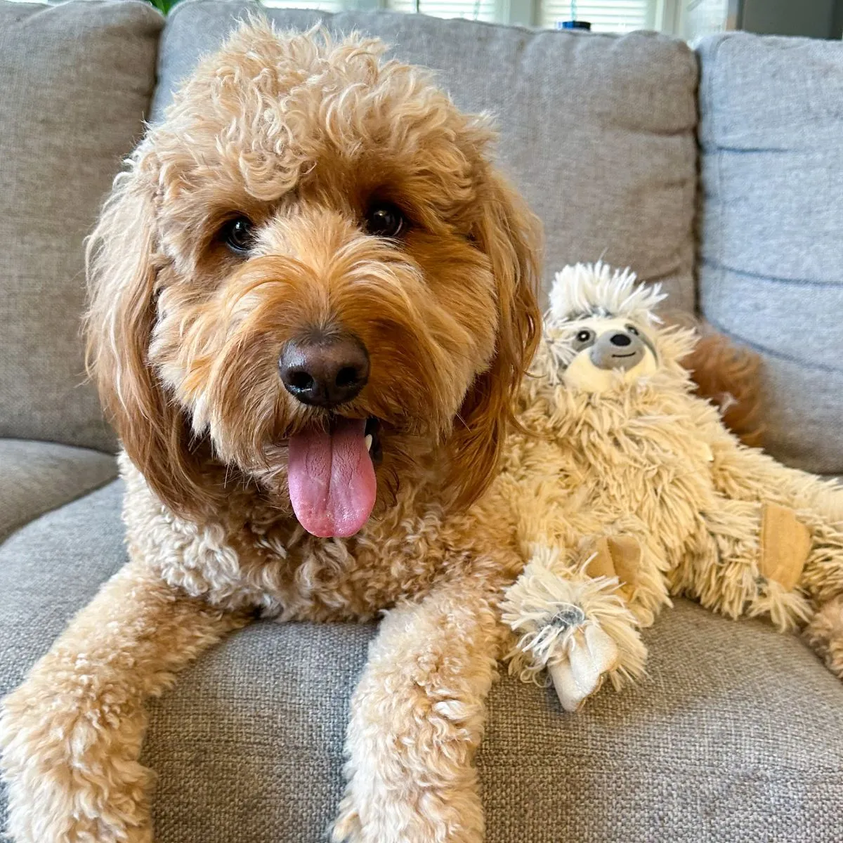 Tall Tails Dog Toy Rope Body Sloth