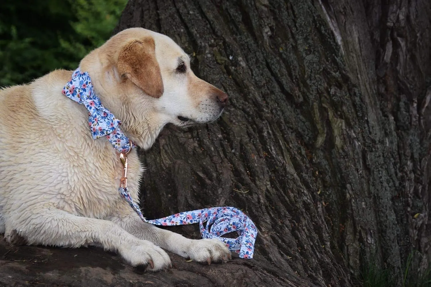 Unique Stlye Paws Strong Dog Leash with Soft & Comfortabel Handle Multipurpose Leashes for Small Medium Large Dogs and Cats